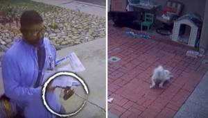 Szokujące nagranie: listonosz rozpyla całkowicie bez powodu gaz pieprzowy na psa